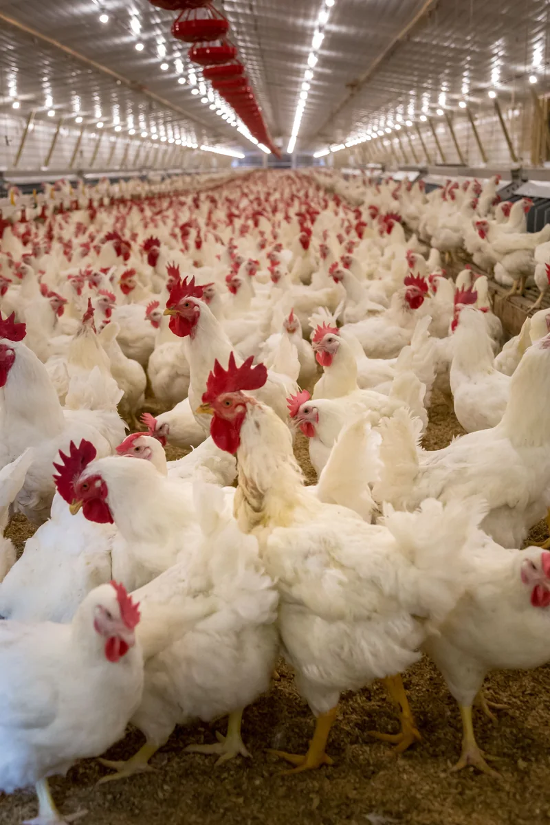Respira-C farm inspection visual