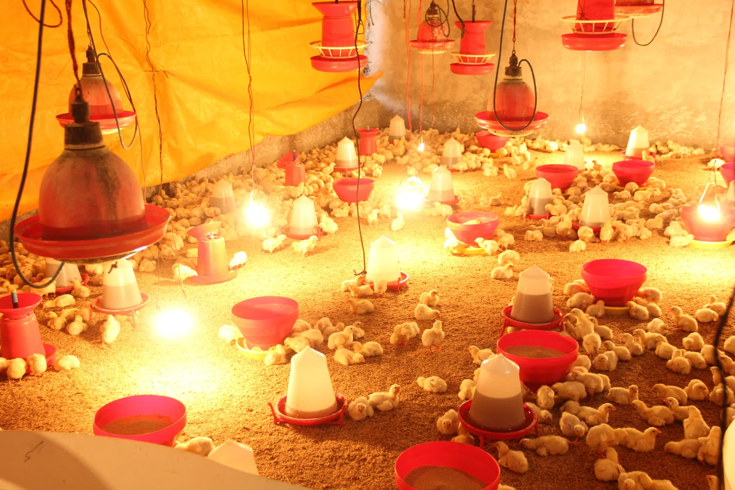 Poultry farm experience image