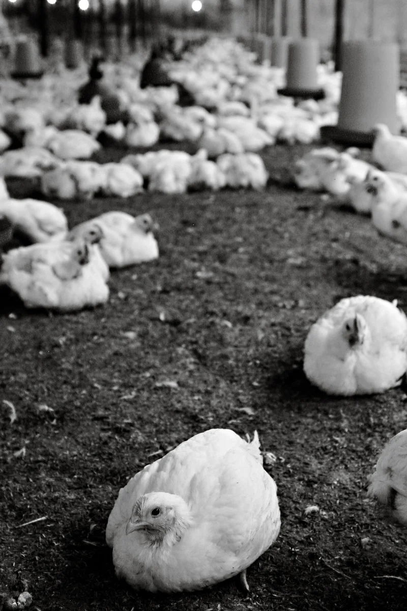 Poultry farm experience image