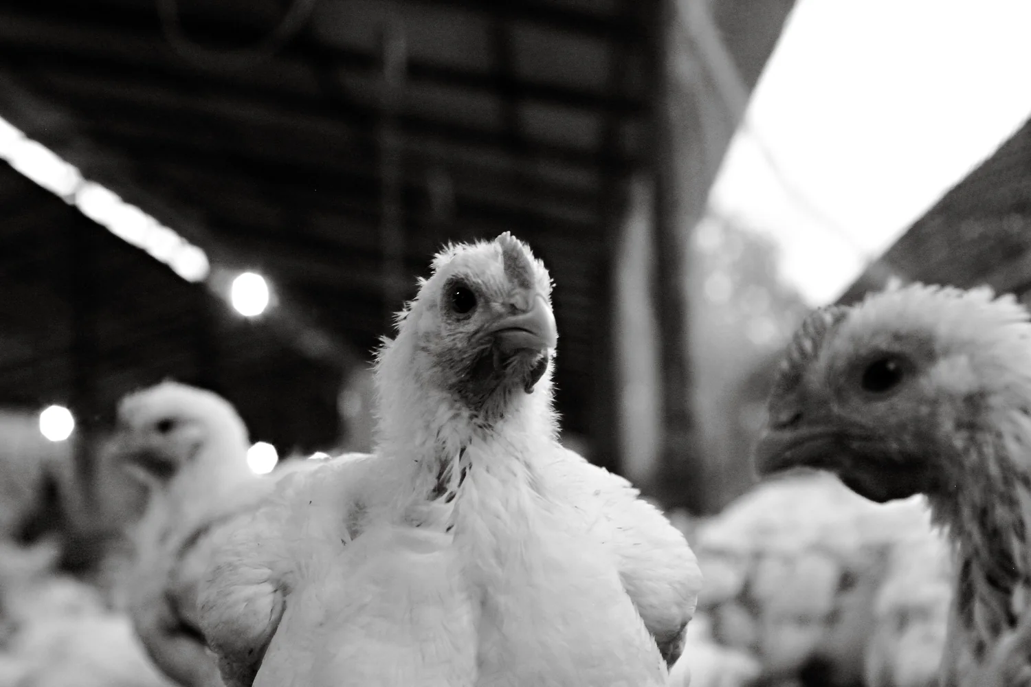Poultry farm experience image