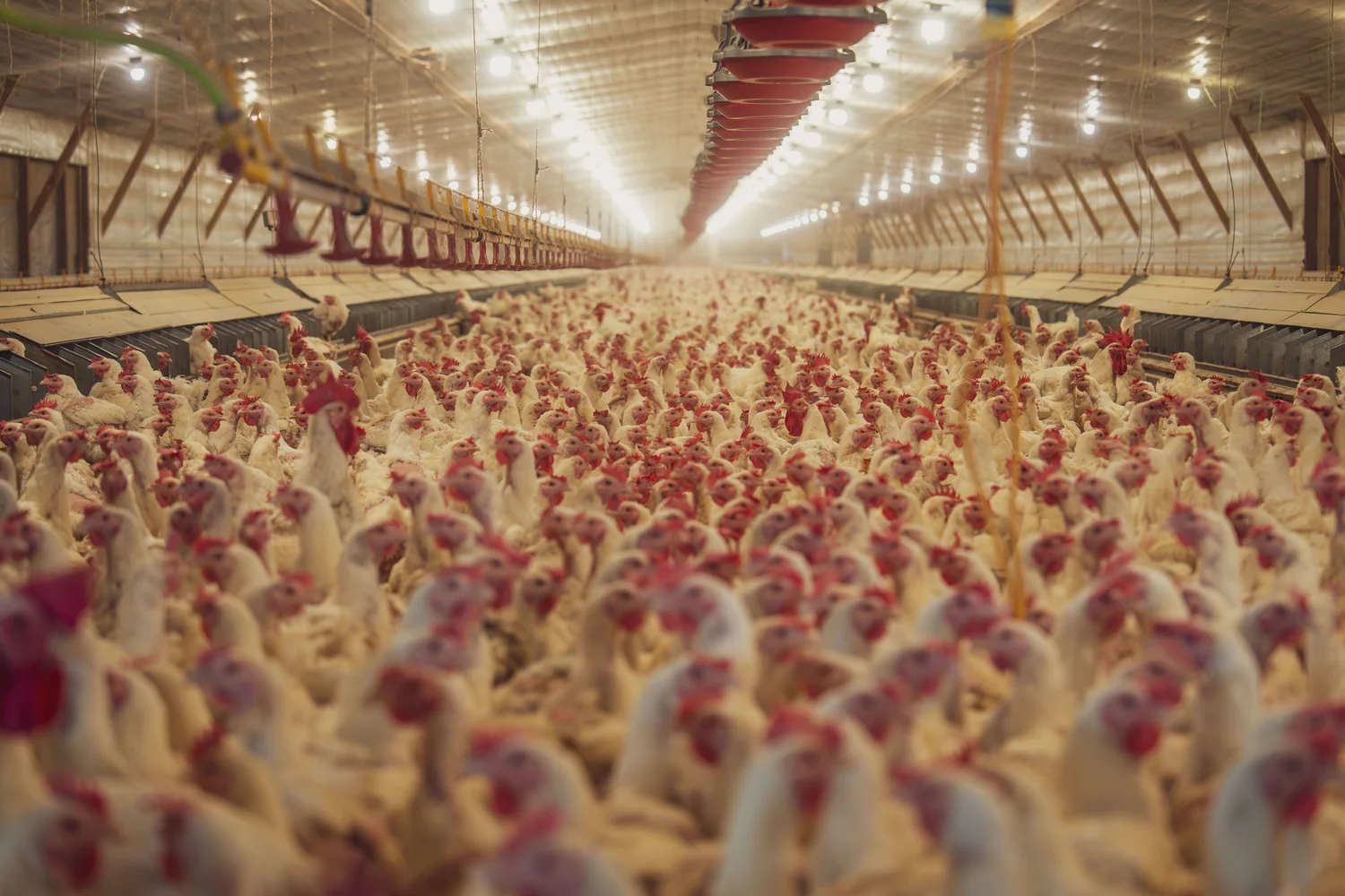 Poultry farm experience image